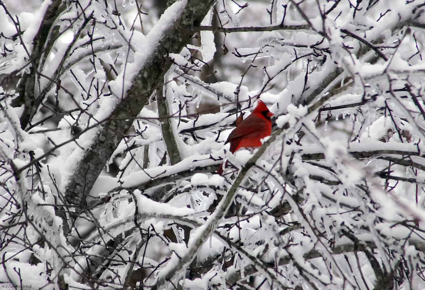 kevin-ambrose-cardinal-snow-dec10